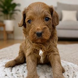 Lavendar - Apricot female Cavapoo puppy in Yuciapa, California from AlltheDoodlez_