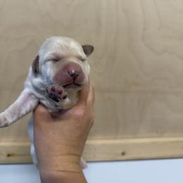 Boy 2 - Yellow male Labrador Retriever puppy in Strafford, New Hampshire from Alley Rock Labradors, LLC