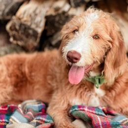 Bordoodle and Labradoodle Puppies from Howdy Doodles