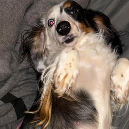 Poppy - Dachshund