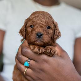 Boy 2 - male Cavapoo puppy in Medford, Oregon from Birdie's Nest