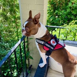 Boston Terriers from McClure's Bostons