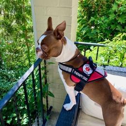 Boston Terriers from McClure's Bostons