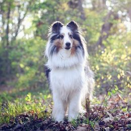 Shetland Sheepdogs from Sunaire Shelties