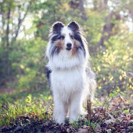 Shetland Sheepdogs from Sunaire Shelties