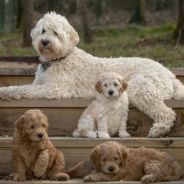 Saylor - Goldendoodle