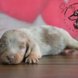 Vienna - Dapple female Dachshund puppy in Fultonville, New York from Sandy Aussies & Pomeranians