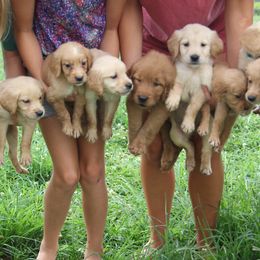 Golden Retriever Puppies from Legacy Farm Goldens