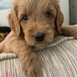 Goldendoodle Puppies from DaisysdoodlesAZ