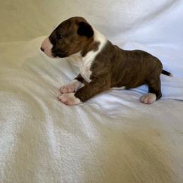 Girl 4 - Brindle and white female Bull Terrier puppy in Trussville, Alabama from Alabama Bull Terriers