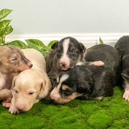 Silken Windhound Puppies from Silken Agents of CSBeck