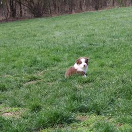 Australian Shepherd Puppies from Starlit Grove Australian Shepherds