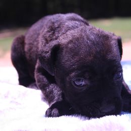 Cane Corso Puppies from Dolce Luna Corsos