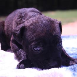 Cane Corso Puppies from Dolce Luna Corsos