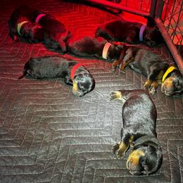 B1 - Black and mahogany male Rottweiler puppy in Grand Rapids, Michigan from Rott-Squad Kennels