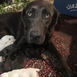 Jade - Labrador Retriever