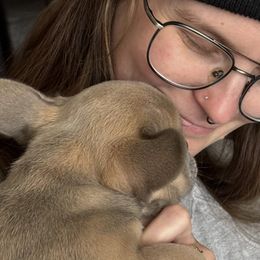 French Bulldogs from Midge’s Meadowland Frenchie’s