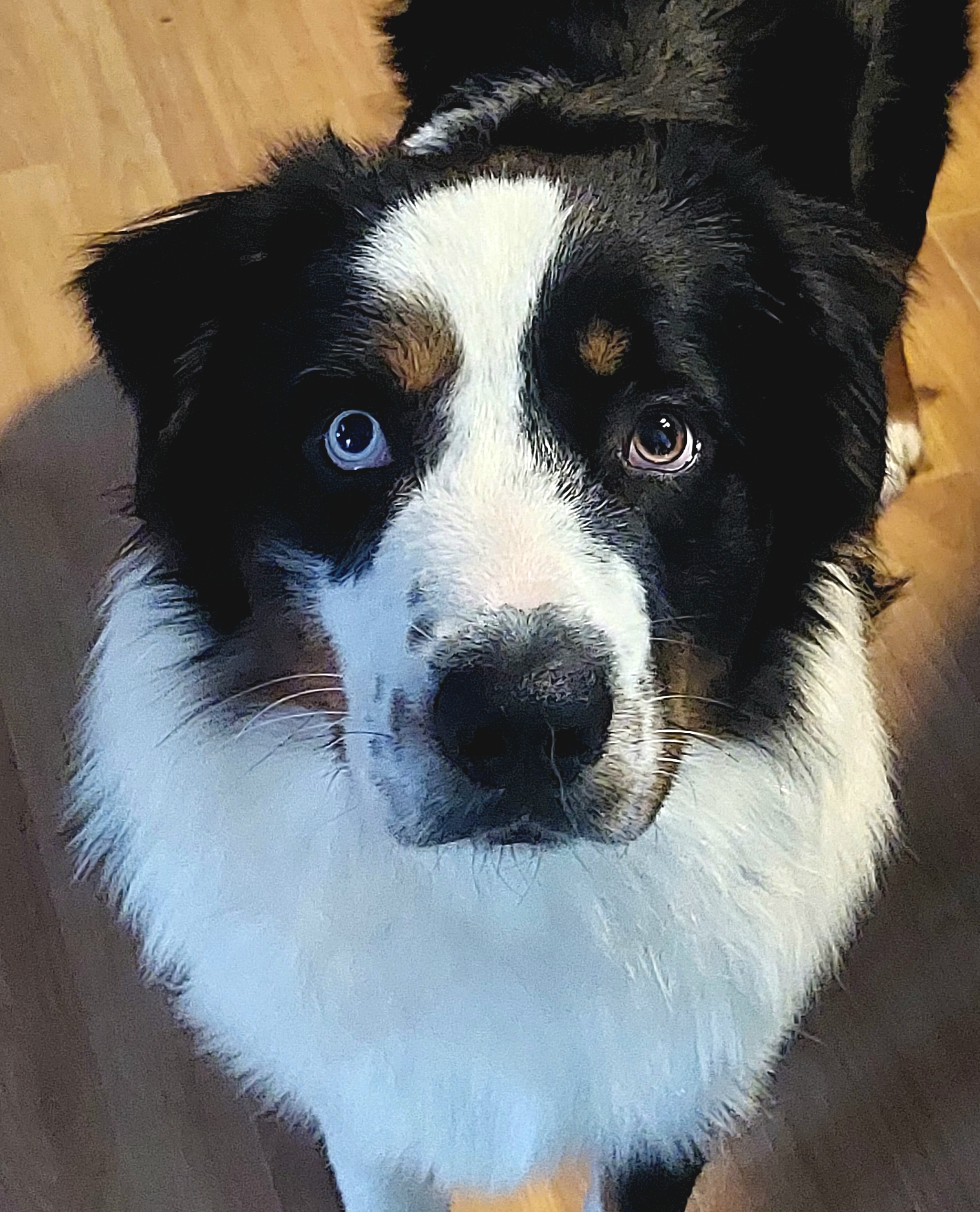 Australian Shepherds from Luna Blue Kennels