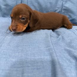 Dash - Chocolate and tan male Dachshund puppy in Jena, Louisiana from Greens Creek Kennel