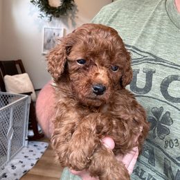 Jake - Red  male Poodle puppy in Olympia, Washington from Che Bella Amore Lagotti