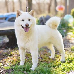 Hiroshi - Shiba Inu