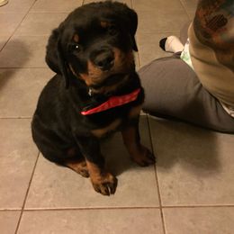 Rottweiler Puppies from Rose Red Rottweilers