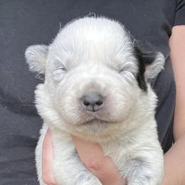 Boy 3 - Blue male Australian Cattle Dog puppy in Irvington, Kentucky from Dry Valley’s Australian Cattle Dogs
