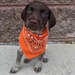 Girl 3 - Liver roan female German Shorthaired Pointer puppy in Potosi, Wisconsin from Point and Flush Gun Dogs