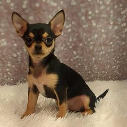 Laura - Black and tan female Chihuahua puppy in Topeka, Kansas from Barbie's Baby Chihuahuas