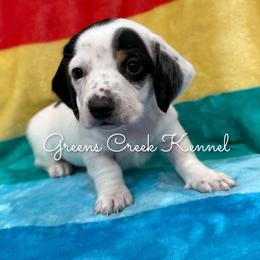 Chenille - Piebald female Dachshund puppy in Jena, Louisiana from Greens Creek Kennel