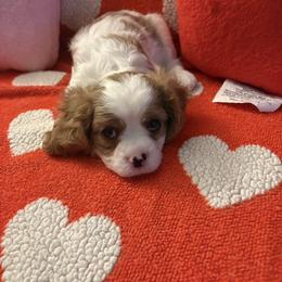 Groot - Blenheim male Cavalier King Charles Spaniel puppy in Channahon, Illinois from Marvelous Cavalier King Charles Spaniels