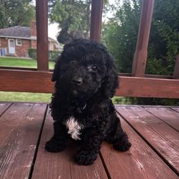 Tucker - Black male Poodle puppy in Warren, Michigan from Annette Patterson