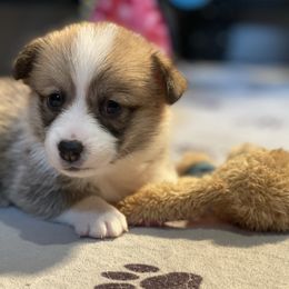 Labrador Retriever and Pembroke Welsh Corgi Puppies from FLK Corgis