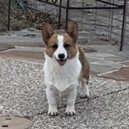 Carter - Pembroke Welsh Corgi