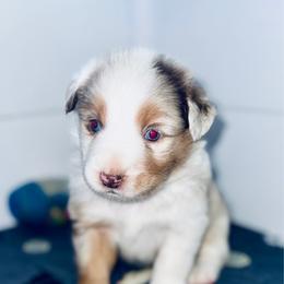 Mac - Red merle male Aussiedoodle puppy in Hempstead, Texas from Young Gun Aussies