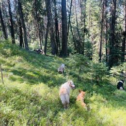 Australian Shepherd Puppies from DeVos Australian Shepherds