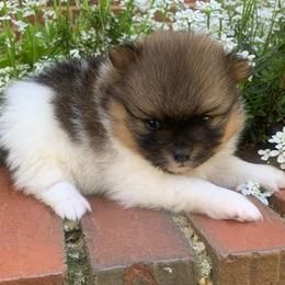 Boy 1 - Chocolate parti male Pomeranian puppy in Gadsden, Alabama from Rich Cat’s