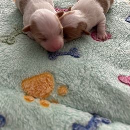 Lily - Chocolate, tan and white female Yorkshire Terrier puppy in Virginia Beach, Virginia from Mary's Precious Yorkies