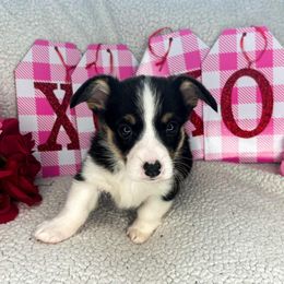 Pembroke Welsh Corgi Puppies from Sapphire Iris Corgis