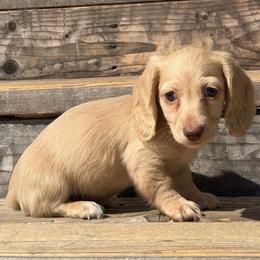 Judah (PET ONLY) - Cream male Dachshund puppy in Muldrow, Oklahoma from Sassy Sausage Dogs
