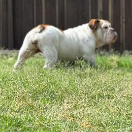 Nola - Bulldog