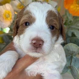 Back street boy - Parti male Goldendoodle puppy in Yuciapa, California from AlltheDoodlez_