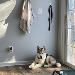Alaskan Malamute Puppies from Alpenglow Alaskan Malamutes