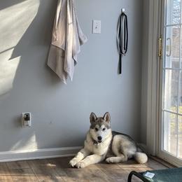 Alaskan Malamute Puppies from Alpenglow Alaskan Malamutes