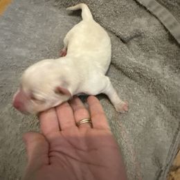 Girl 1 - Yellow female Labrador Retriever puppy in Isanti, Minnesota from Four Corners Family Labs