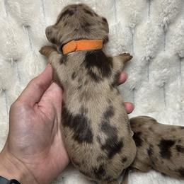 Hazel -akc - Dapple female Dachshund puppy in Sacramento, California from Valentina's mini  AKC Dachshunds