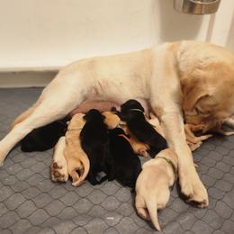 Yellow Female - Yellow female Labrador Retriever puppy in Yelm, Washington from Prince Labradors