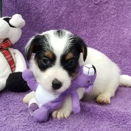 Russell Terrier Puppies from Hearthrob Haven