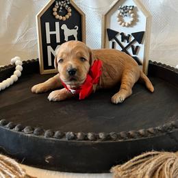 Liberty - Red Collar Female - Red  female Goldendoodle puppy in Bradenton, Florida from Suncoast Goldendoodles