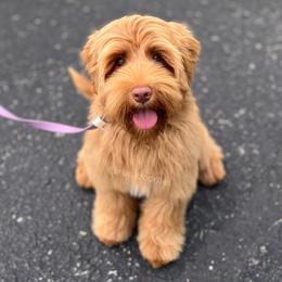 Mabel - Australian Labradoodle